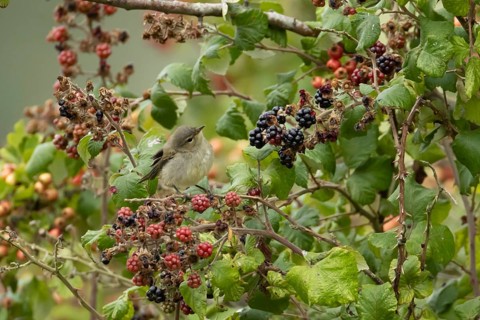 Common chiffchaff (Phylloscopus collybita) adult bird amongst blackberries fruit in a hedgerow in