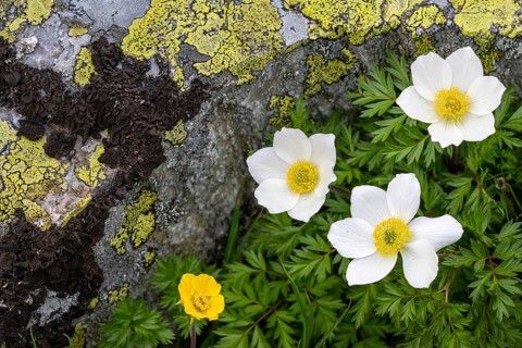 Alpine pasque flower (Pulsatilla alpina), Rauris, Salzburg, Austria