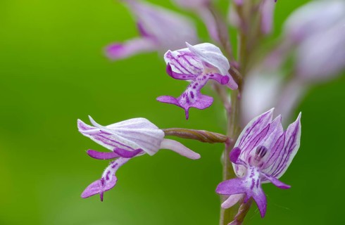 Helmet herb, orchidaceae, orchids, orchids, orchids, orchis militaris, flora, military orchid,