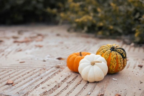 A trio of pumpkins, featuring vibrant orange, creamy white, and striped green. Halloween