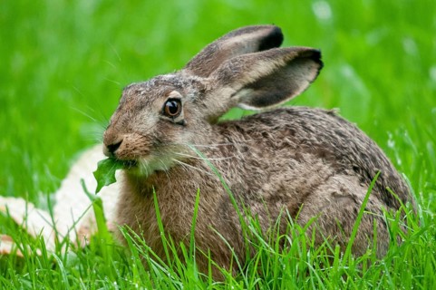 European hare, hares, hares, lagomorpha, lepus europaeus, bunny, mammals, mammals