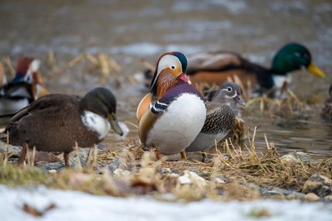 Aix galericulata, mandarin, mandarin duck, anatidae, bath, birds, ducks, ducks, ducks, ducks, male,
