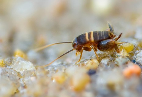 Ant crickets, common ant cricket, myrmecophila acervorum, crickets, grasshoppers, insects, insects