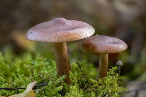 Bitter oak knight, Tricholoma ustaloides, fungi, fungi, mushrooms