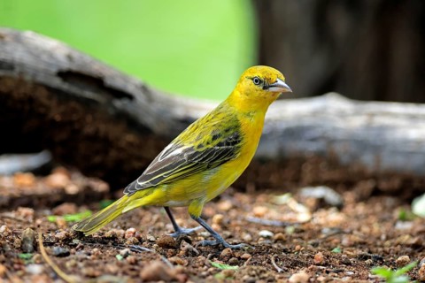 Eyeglass Weaver (Ploceus ocularis), adult, female, on the ground, alert, Kruger National Park,