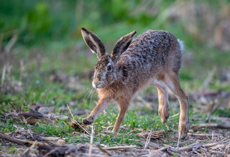European hare (Lepus europaeus), Vechta, Lower Saxony, Germany