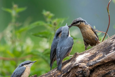 Nuthatch, Sitta Europaea, adult, birds, adult, feeding, sexually mature, adolescent, juvenile,
