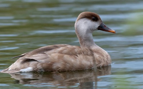Common duck, netta rufina, red-crested pochard, anatidae, birds, ducks, ducks, ducks, female,