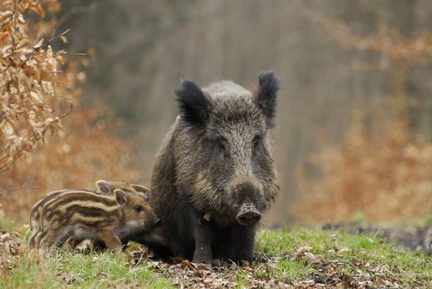 Wild boar (Sus scrofa), a sow nursing her young, North Rhine-Westphalia, Germany, in captivity,