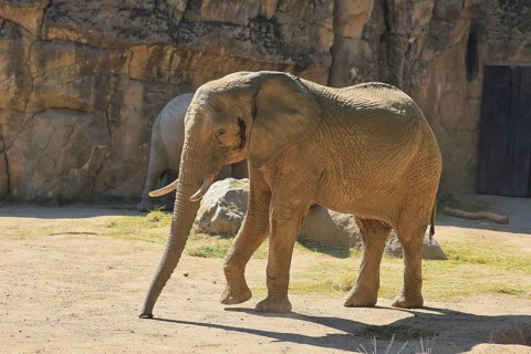 African elephant (Loxodonta africana), Duisburg Zoo, in captivity, Duisburg, North