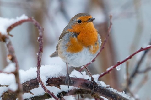 Erithacus rubecula, robin, robins, birds, passeri, snow, songbirds, snow, songbirds, birds, winter