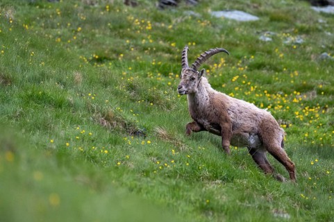 Alpine ibex (Capra ibex), Heiligenblut am Großglockner, Carinthia, Austria