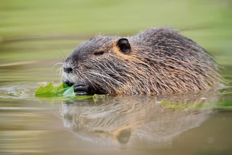 A nutria, beaver rat or swamp beaver (Myocastor coypus) is sitting in the water eating leaves,