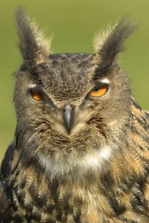 Eurasian Eagle-owl, portrait during courtship, European eagle owl, bubo bubo
