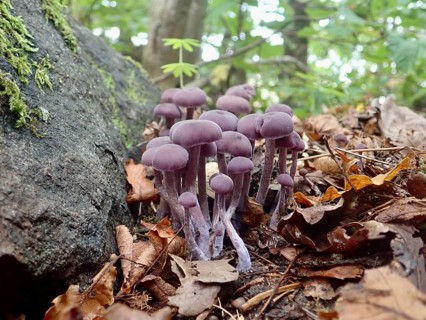 Purple mushrooms, the Amethyst Deceiver (Laccaria amethystina), surrounded by leaves on a mossy