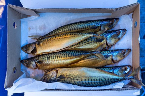 Mackerel (Scomber scombrus) in a cardboard box, fish market, Enschede, Netherlands