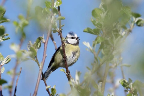 Blue Tit (Cyanistes caeruleus), tree, singing, chirping