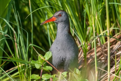Rallus aquaticus, water rail, birds, gruiformes, cranes, rails, harrows, rallidae, birds,