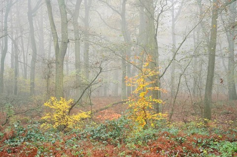Deciduous forest with European beech (Fagus sylvatica) and English oak (Quercus robur) in autumn,