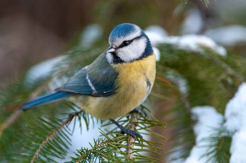Blue tit, parus caeruleus, birds, tit, passeri, snow, songbirds, snow, songbirds, tits, birds,