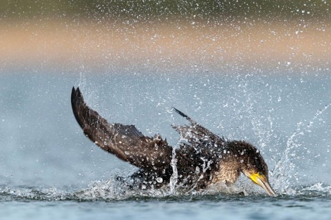Black shag, cormorant, phalacrocorax carbo, bath, bathe, birds, immaturus, not sexually mature,