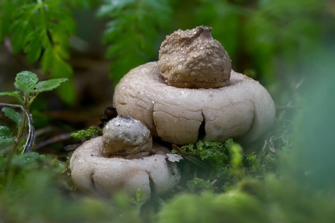 Fringed Earth Star, Geastrum Fimbriatum, Geastrum Sessile, Whirled Earth Star, Fringed Earth Star,