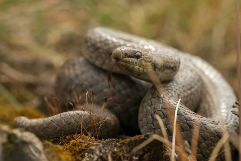 Coronella Austriaca, smooth snake, critters, reptilia, reptilia, reptiles, snakes, snakes