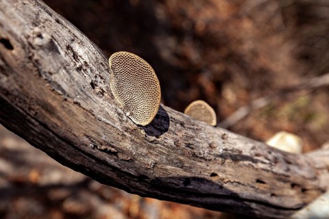 Mushrooms growing on a weathered branch in an autumnal forest, a mushroom of the genus Hexagonia in