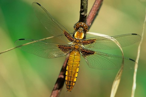 Animals, insect, insects, supervision, dragonfly, quadrispot, Germany