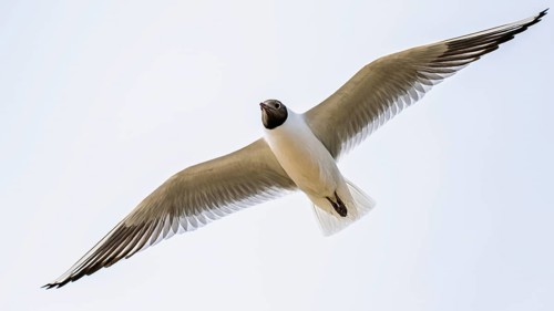 Black-headed Gull, Chroicocephalus ridibundus, bird in flight, England, United Kingdom