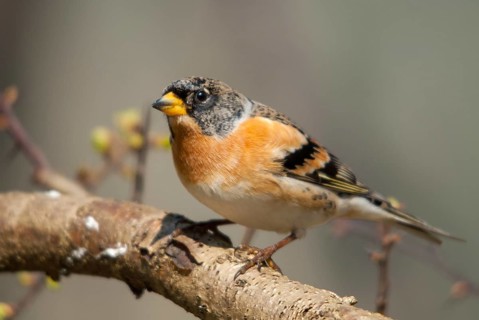 Mountain finch, brambling, fringilla montifringilla, birds, male, passeri, songbirds, birds