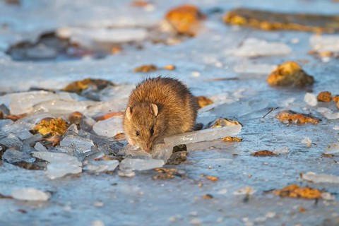 European brown rat (Rattus norvegicus) adult rodent animal searching for food on ice of a frozen