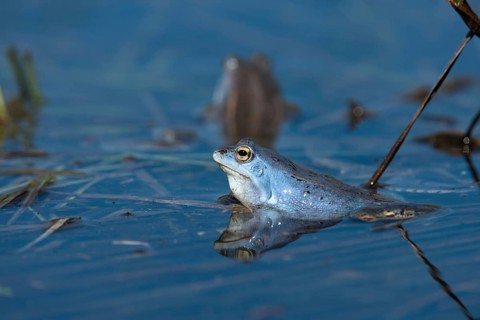 Moor frog, moor frog, rana arvalis, amphibians, amphibians, courtship behavior, courtship display,