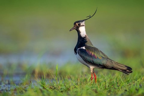 Northern Lapwing (Vanellus vanellus) in a wet meadow, Dümmer, Lembruch, Lower Saxony, Germany
