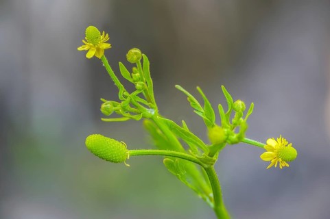 Cursed buttercup, venom buttercup, ranunculus sceleratus, flora, plants