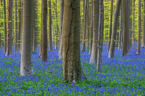 Bluebells (Hyacinthoides) in Hallerbos, woodland, early-flowering plants, Hallerbos, Halle, Belgium