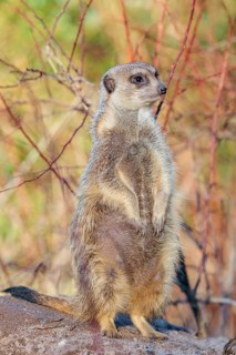 A suricate (Suricata suricatta) stands alertly in the beautiful light, observing its surroundings.
