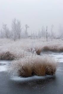 Winter with hoarfrost and snow in Goldenstedter Moor, Goldenstedt, Lower Saxony, Germany