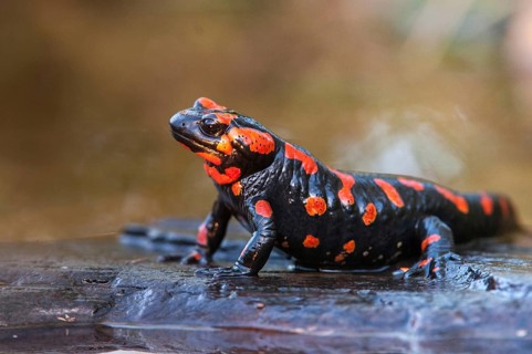 Fire salamander, salamandra salamandra, amphibians, amphibians, caudata, amphibians, amphibians,