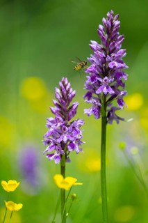 Moorland spotted orchid (Dactylorhiza maculata), Heiligenblut on the Großglockner, Carinthia,