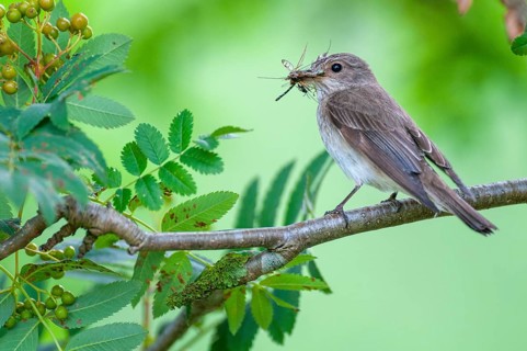 Grey Flycatcher (Muscicapa striata) with its prey, Oldenburger Münsterland, Goldenstedt, Lower