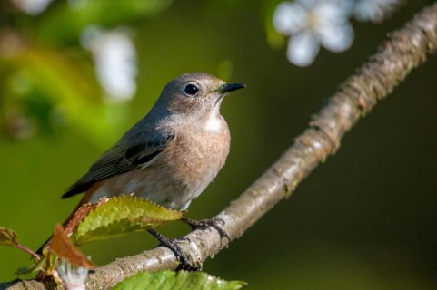 Garden redtail, Phoenicurus phoenicurus, redstart, birds, female, garden birds, passeri, songbirds,