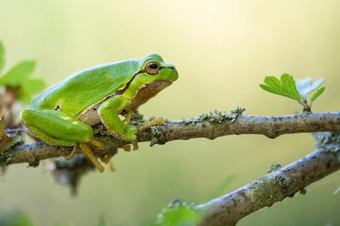 Tree frog (Hyla arborea), Zandvort, Netherlands
