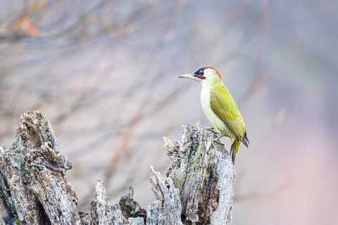 Green Woodpecker (Picus viridis) jml Germany