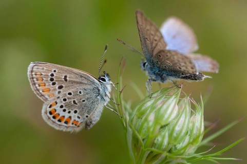 Argus blue, plebeius argus, silver-studded blue, butterfly, insects, butterfly, butterflies