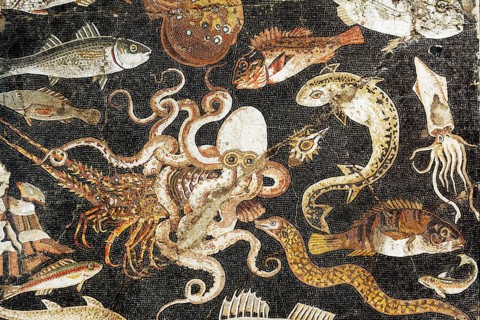 Octopus fighting lobster, Mediterranean marine life, Roman mosaic from Pompeii, Naples National