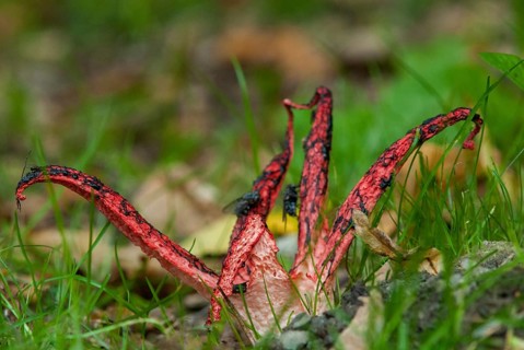 Anthurus archeri, clathrus, clathrus archeri, grids, phallales, stinkmorel-like, squid mushroom,
