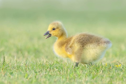 Canada Goose (Branta canadensis), goslings in a meadow, foraging for food, wildlife, nature