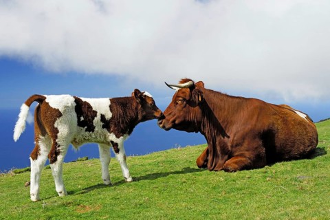 Cattle, agriculture, plateau, Madeira, Portugal, cattle, Madeira, Portugal