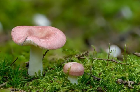 Birch spade dove, birch spike, Russula betularum, Russula emetica var. betularum, birch